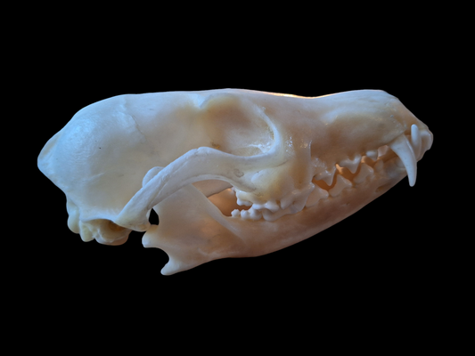 Fox skull #15