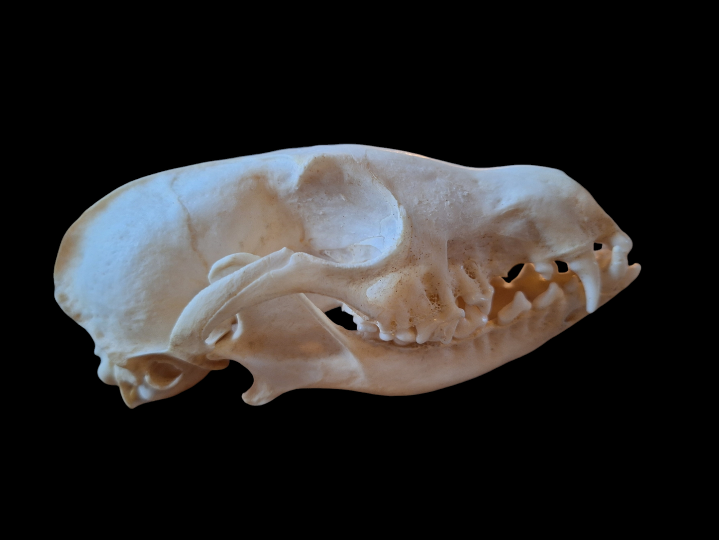 Fox skull #16