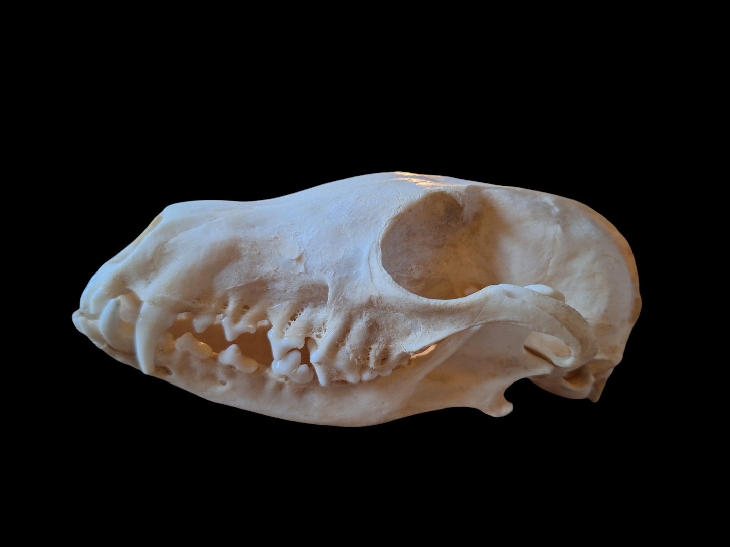 Fox skull #16