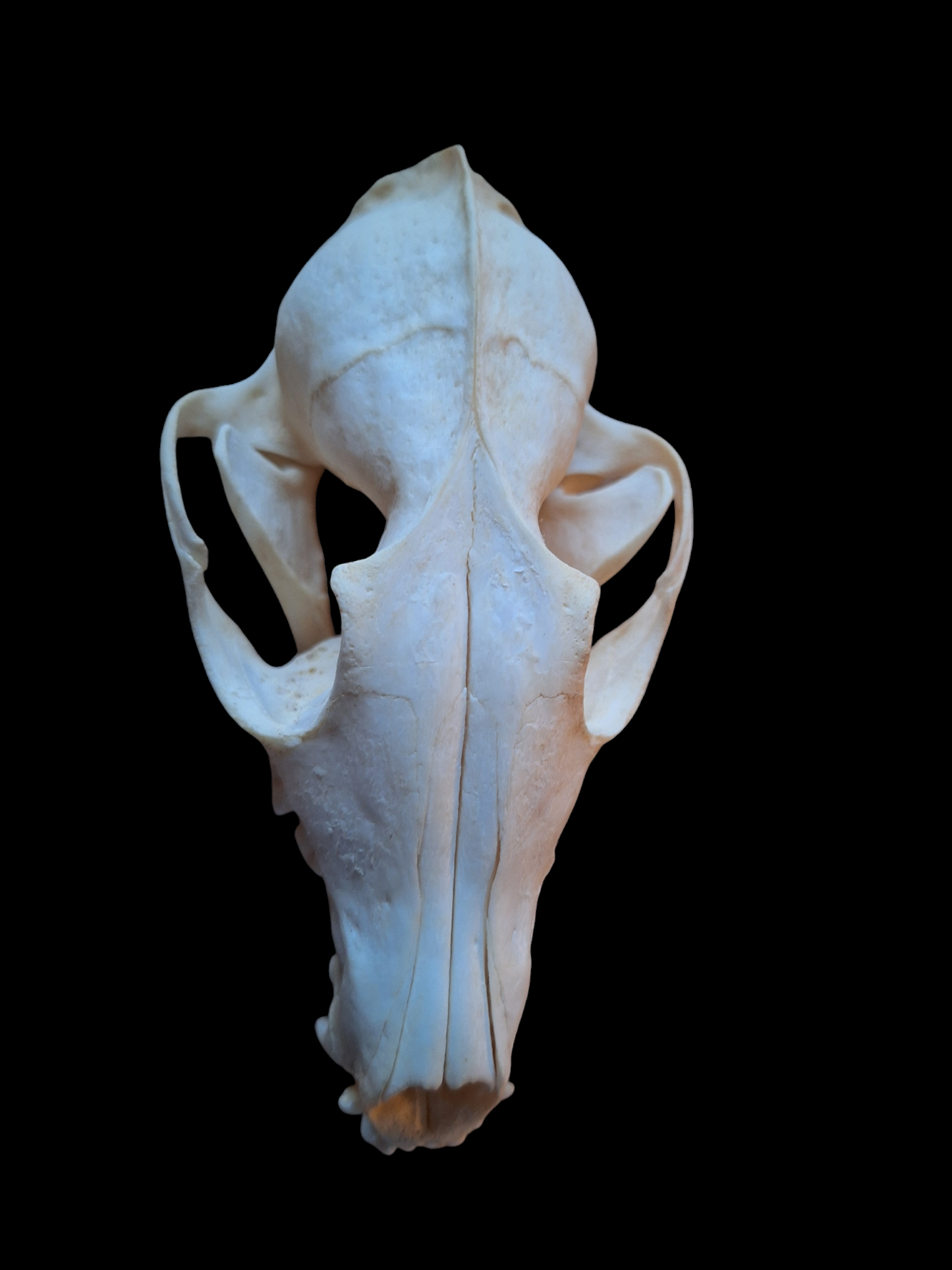 Fox skull #16