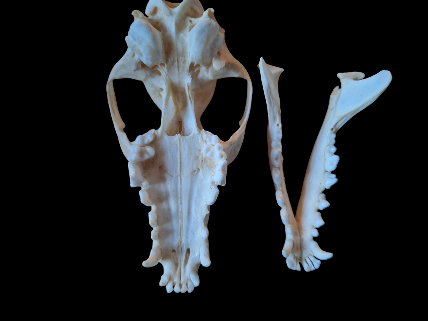 Fox skull #16