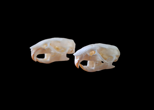 Rat skull