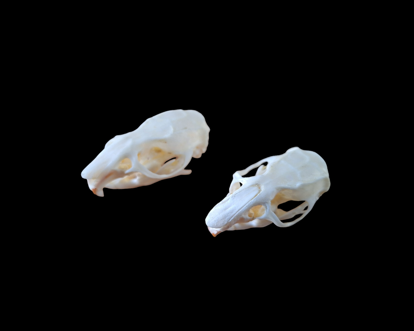 Rat skull