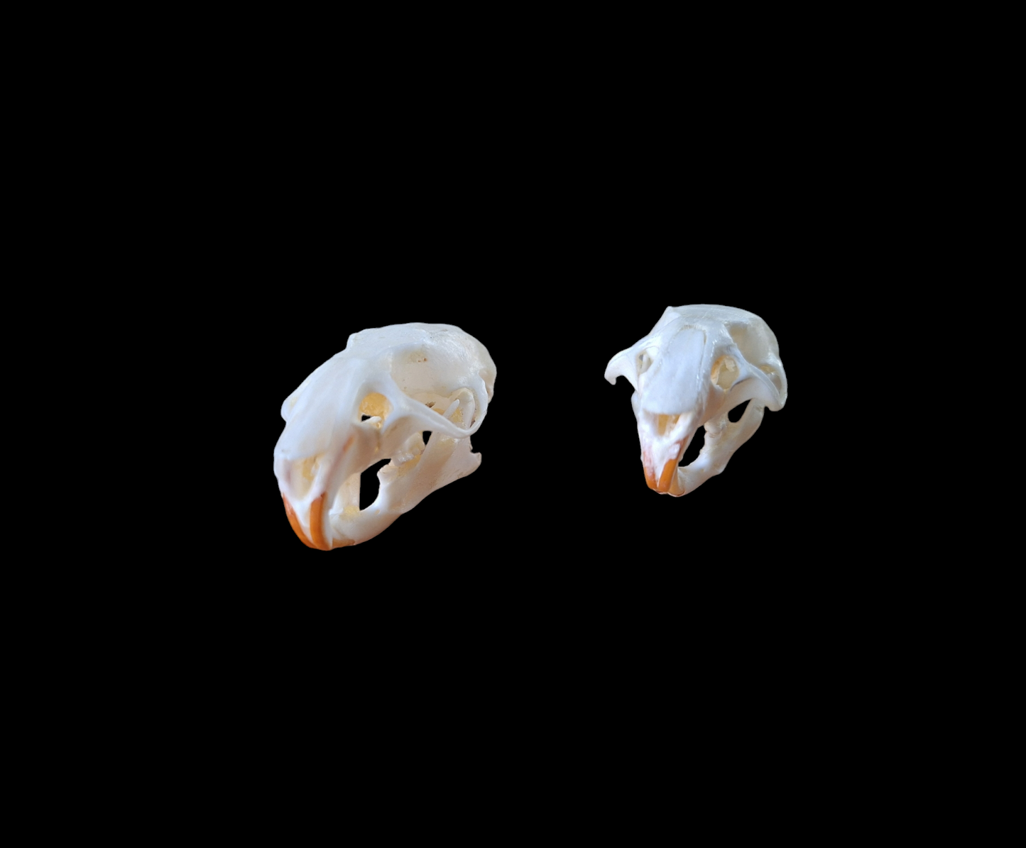 Rat skull