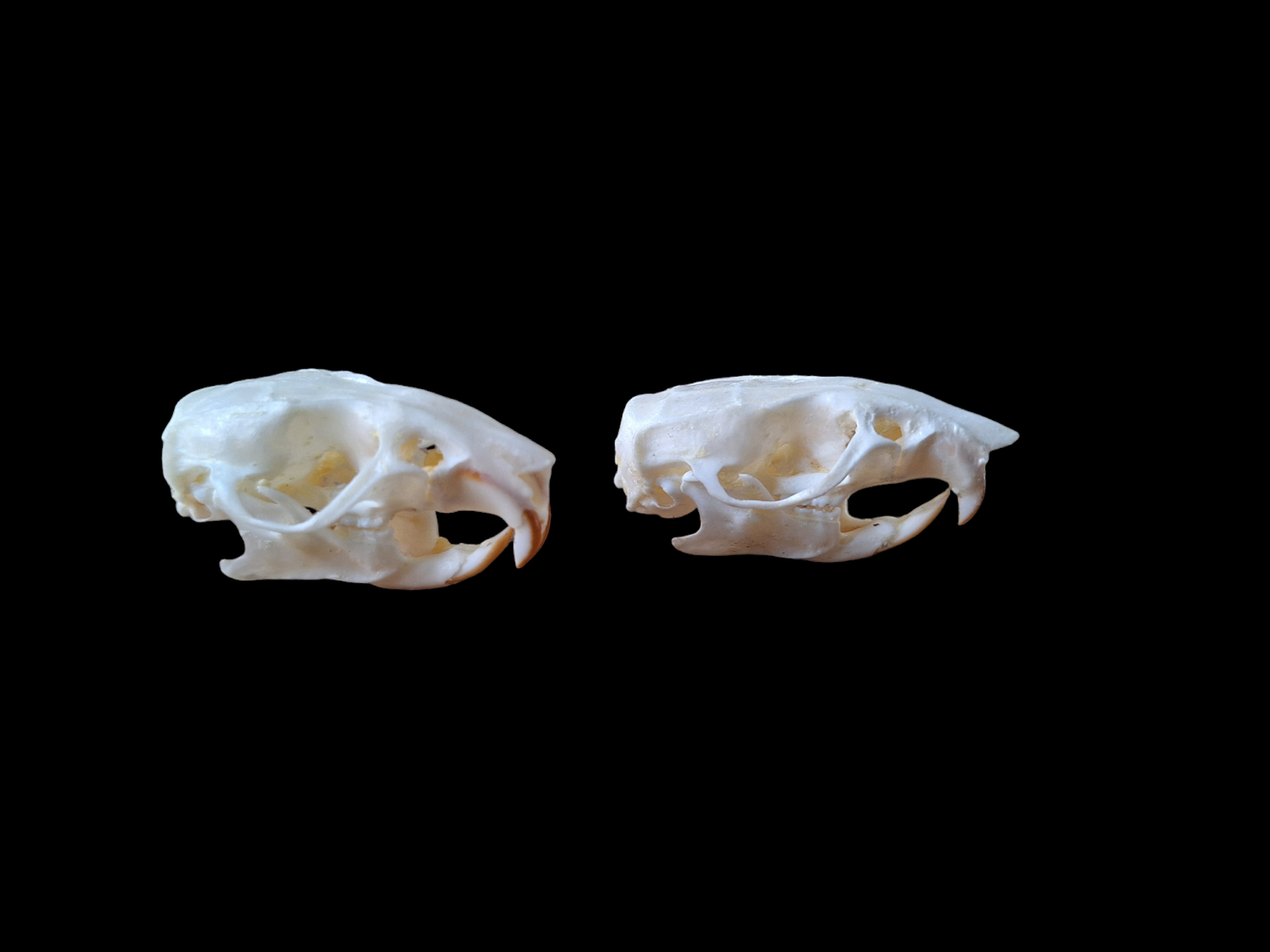 Rat skull