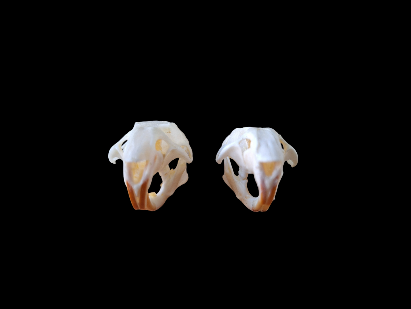 Rat skull