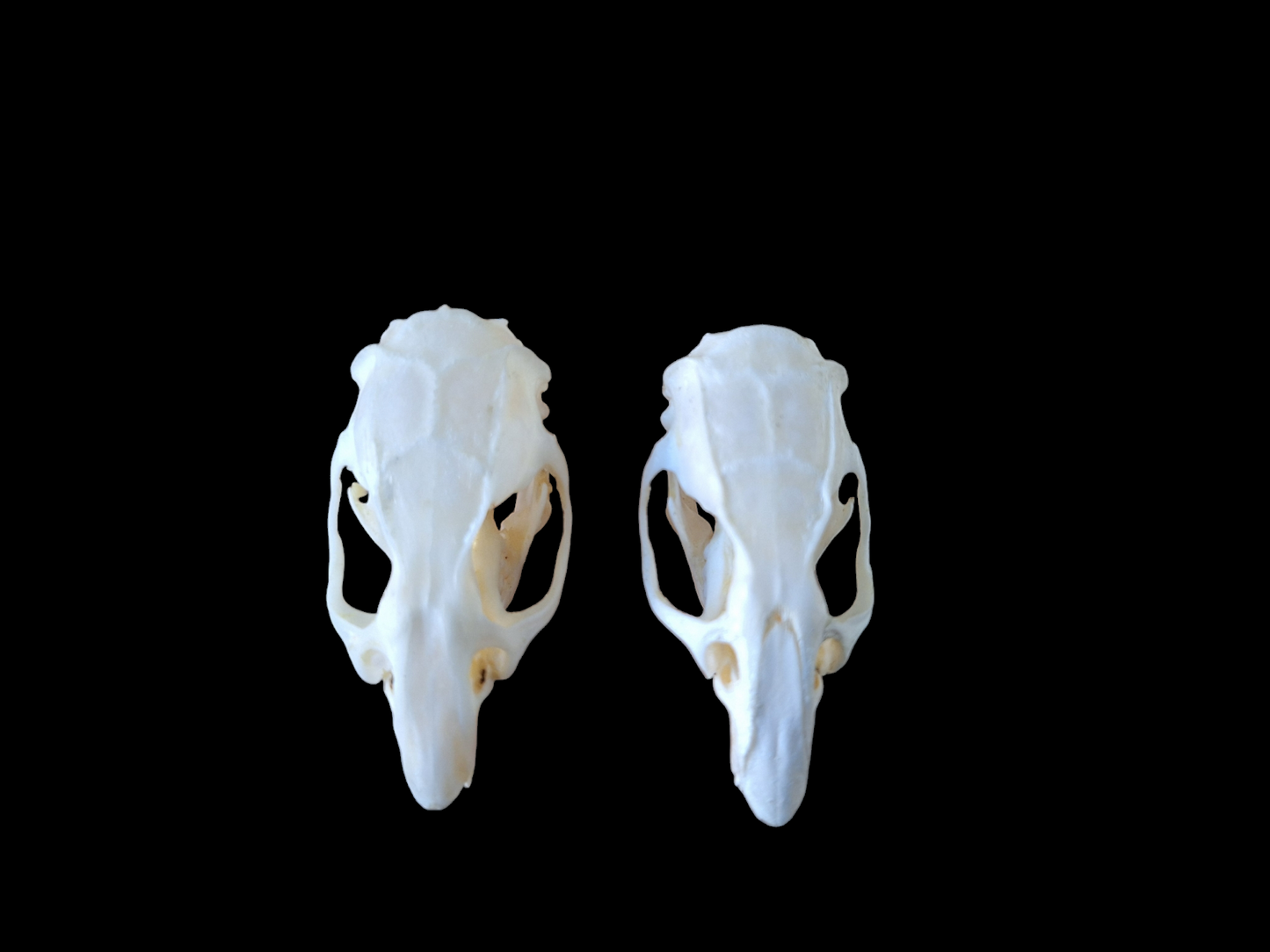 Rat skull