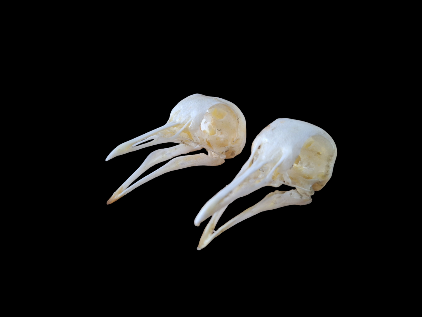 Wood pigeon skull