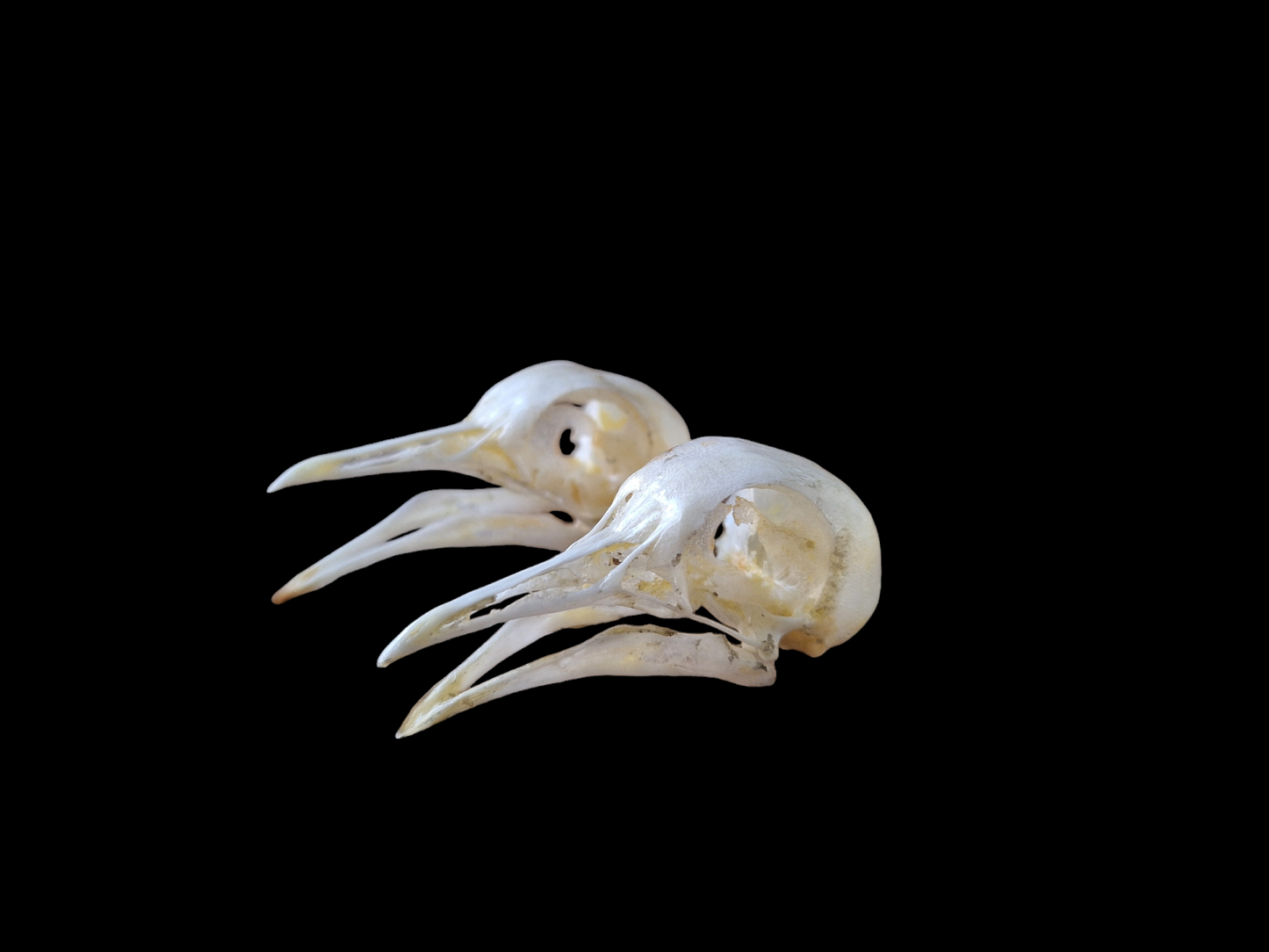 Wood pigeon skull