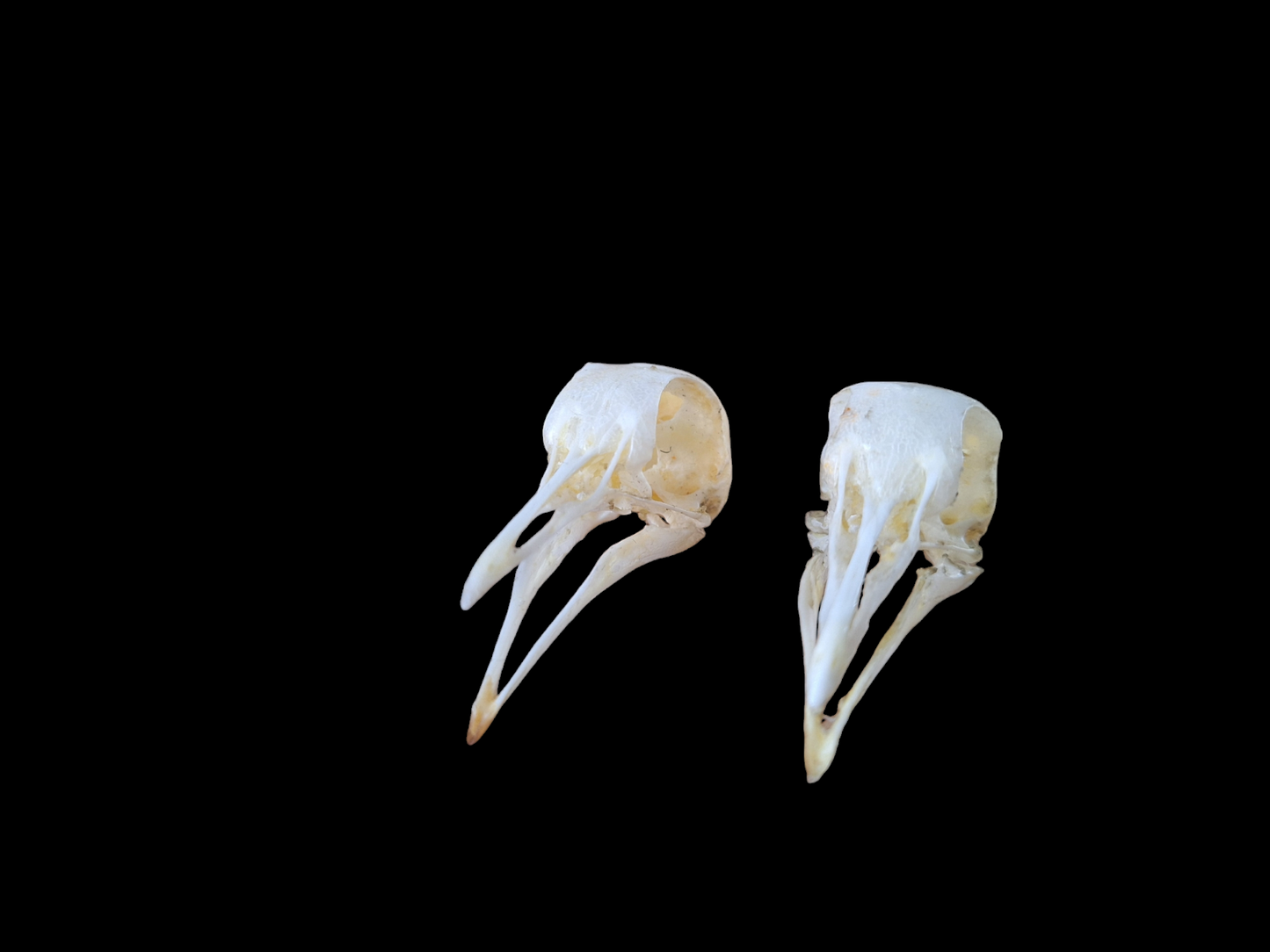 Wood pigeon skull