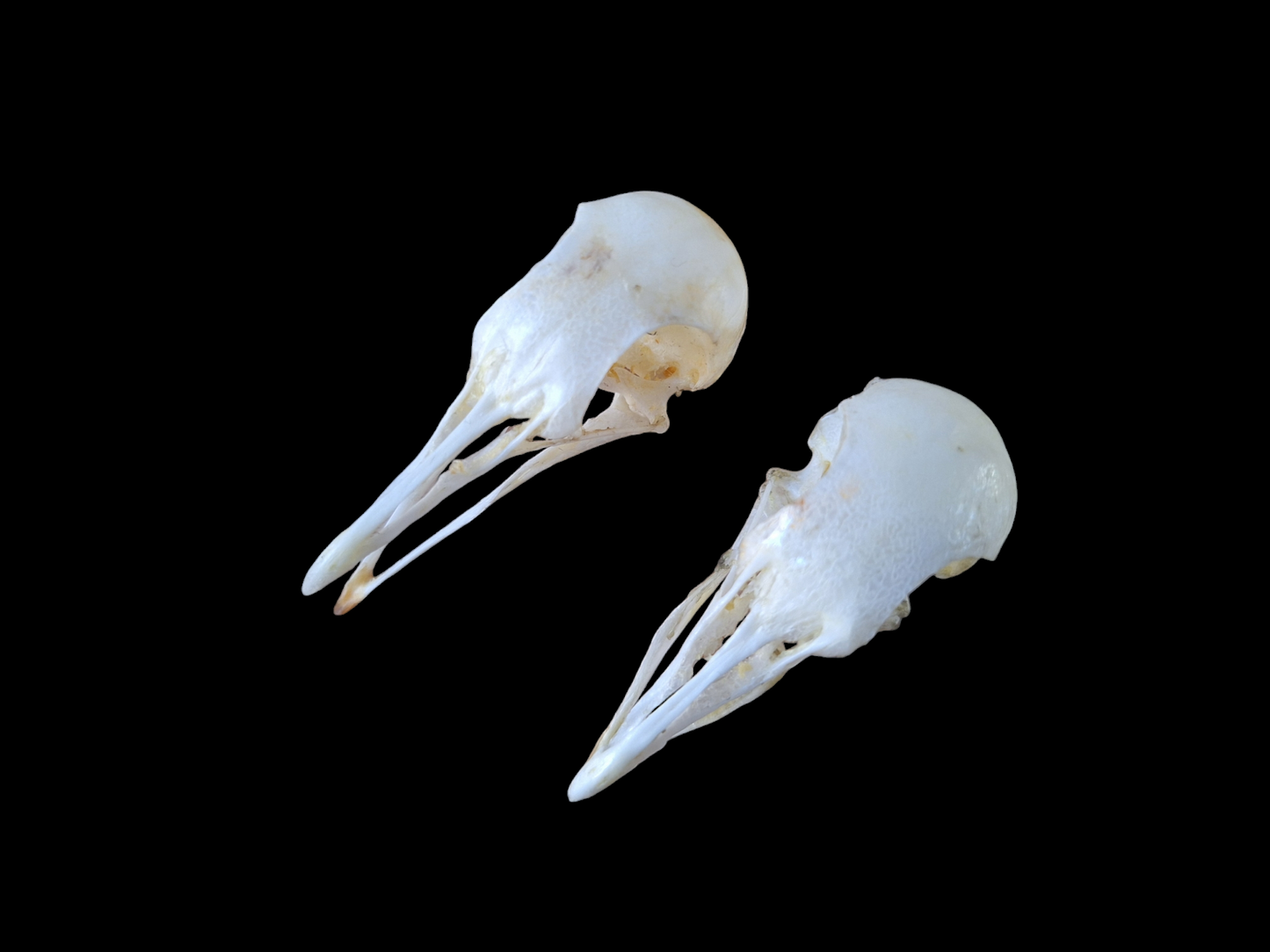 Wood pigeon skull