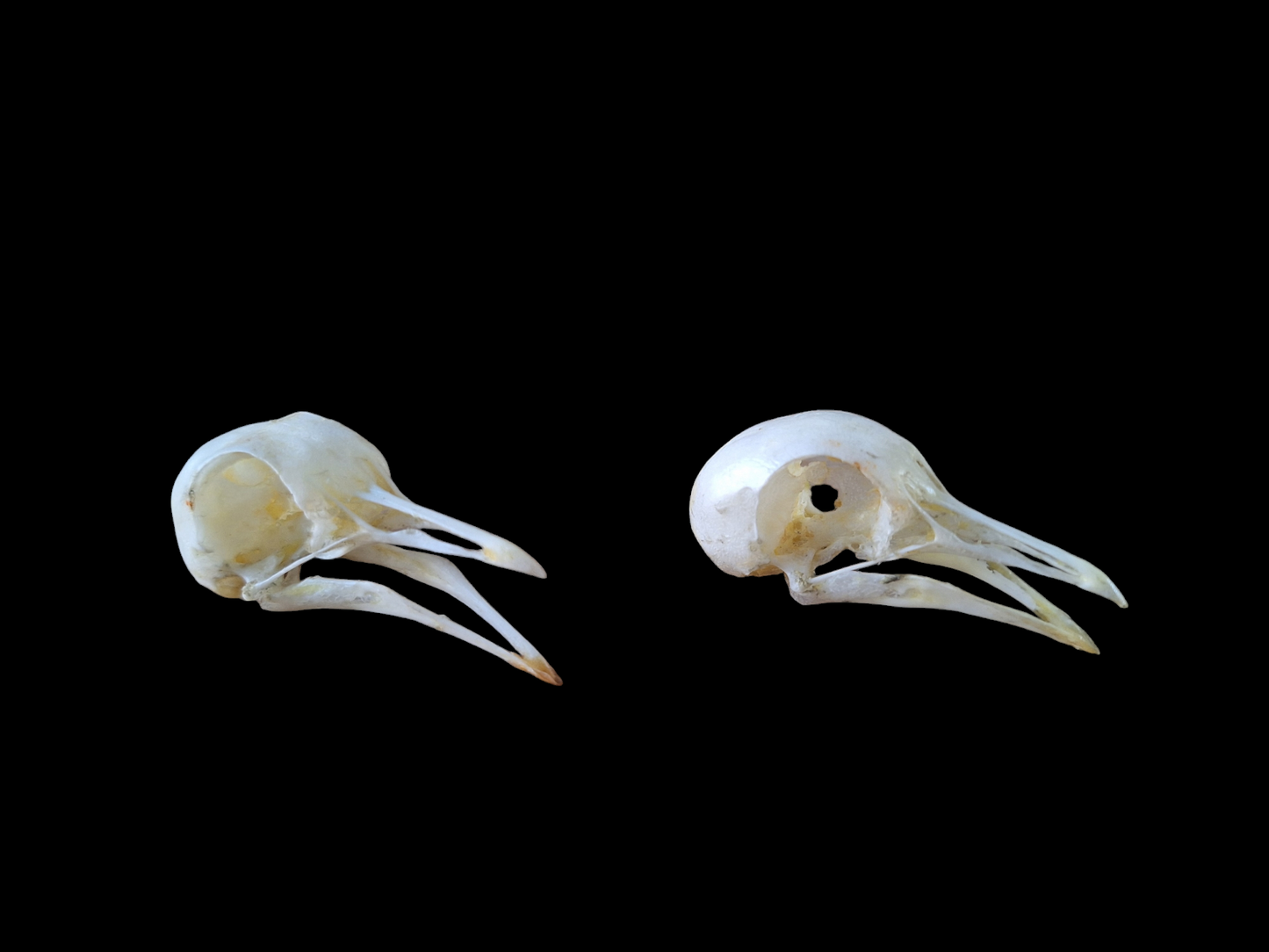 Wood pigeon skull