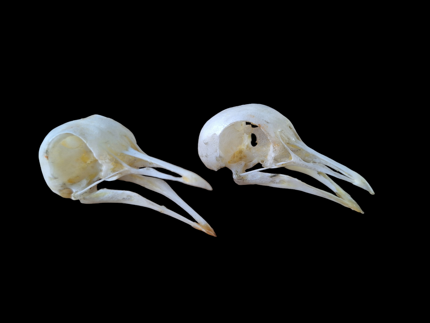 Wood pigeon skull