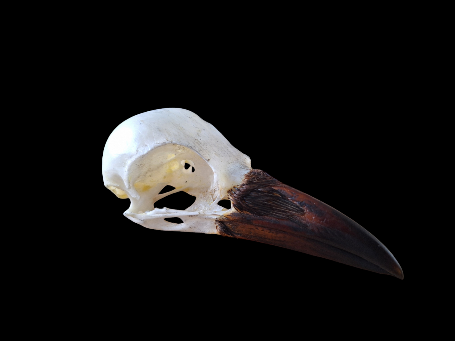 Crow skull #22