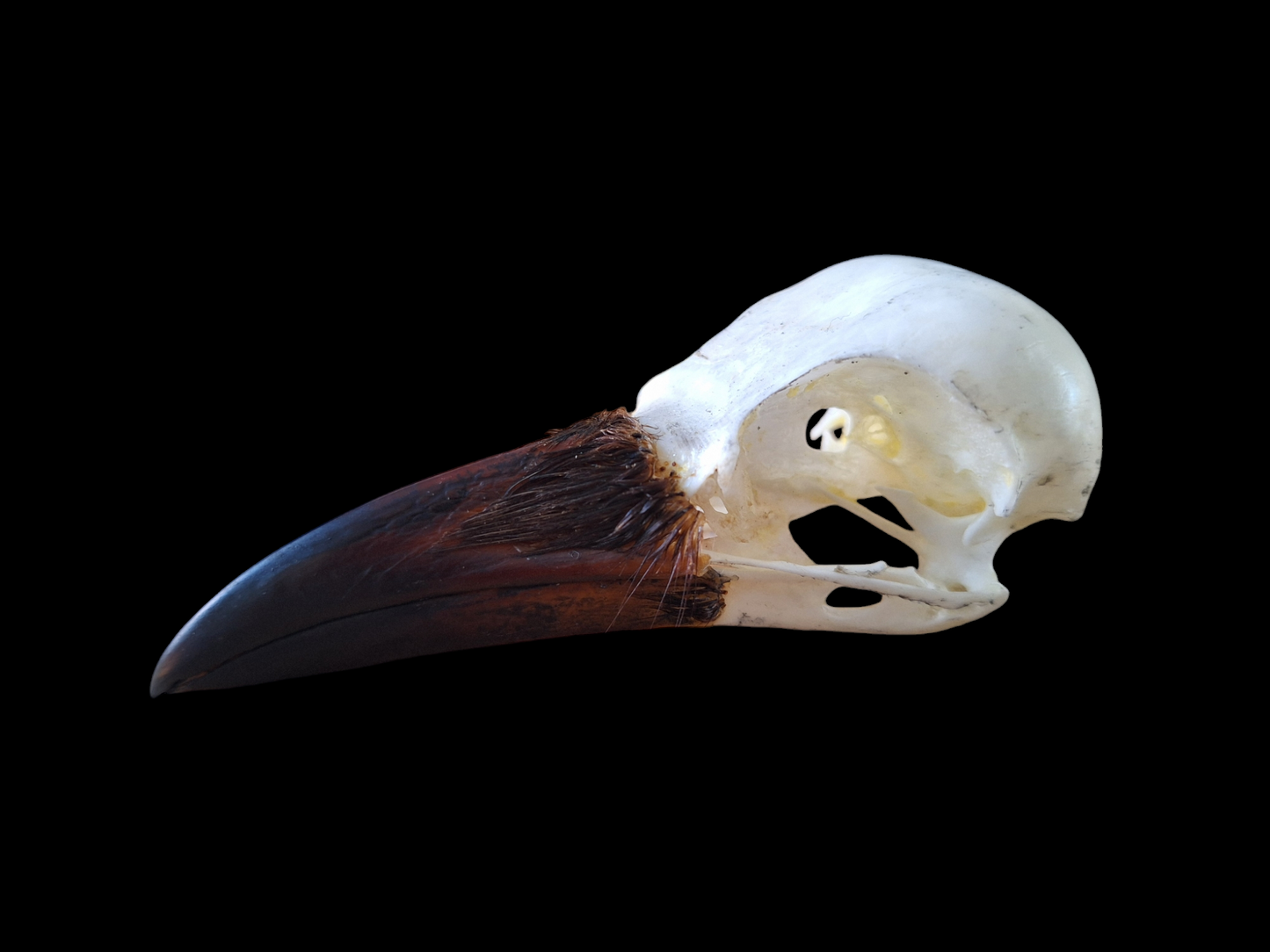 Crow skull #22