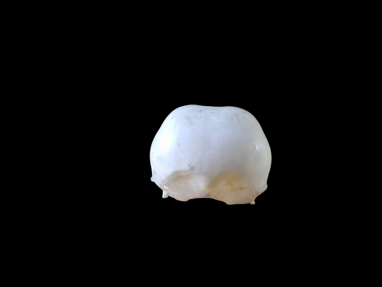 Crow skull #22