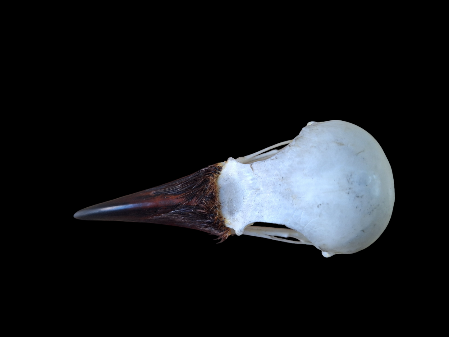 Crow skull #22