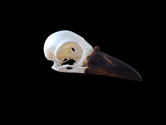 Crow skull #23