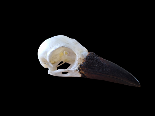 Crow skull #24