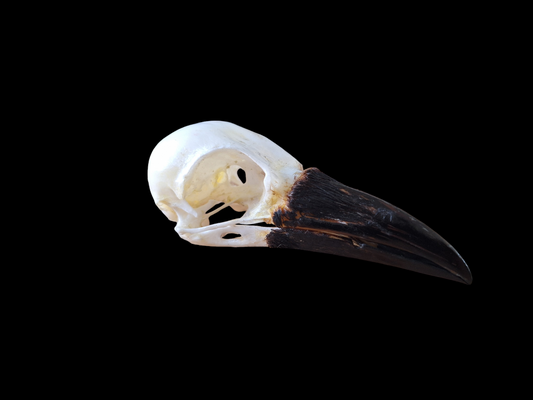 Crow skull #25