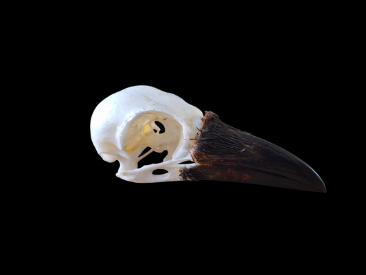 Crow skull #26