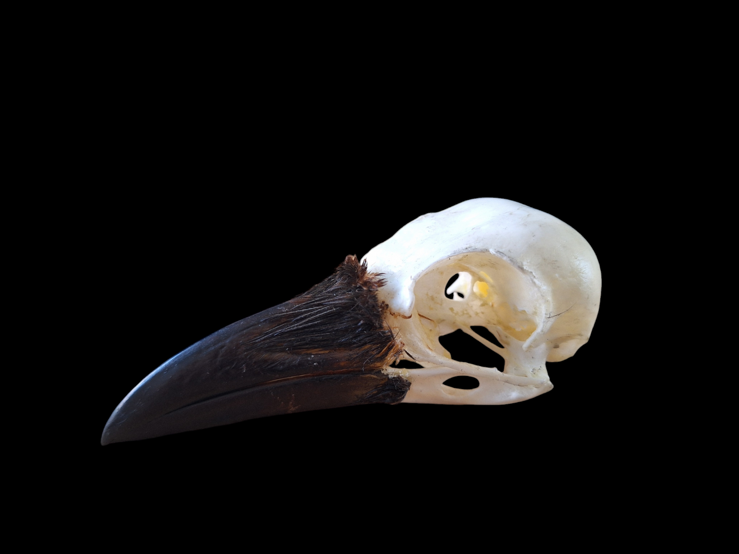 Crow skull #26