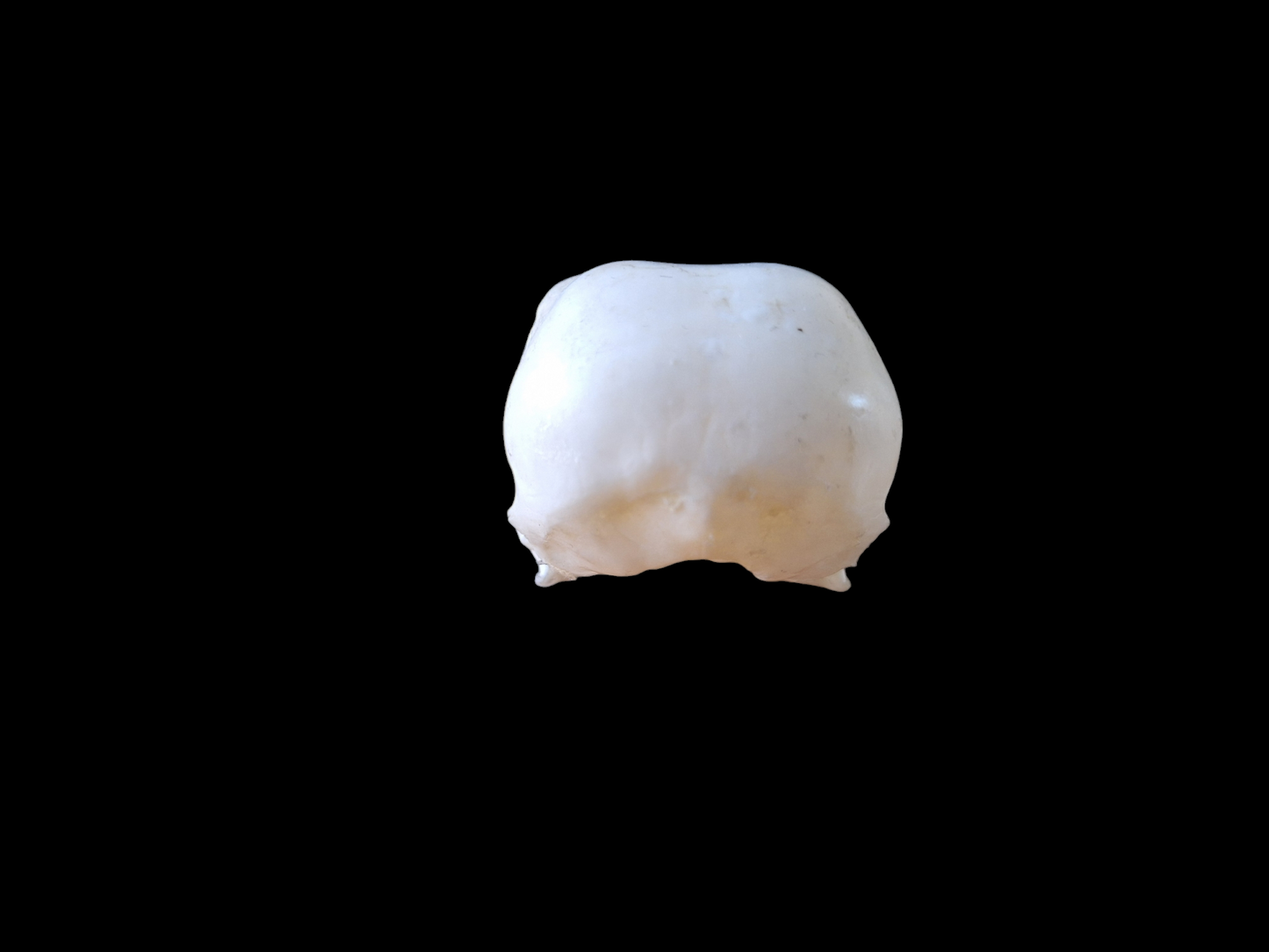 Crow skull #26