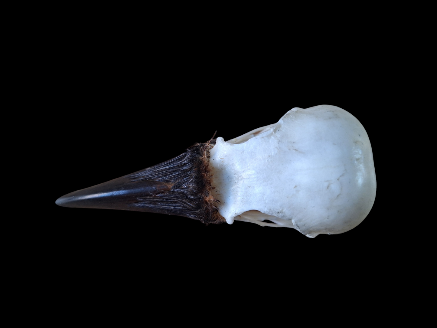 Crow skull #26