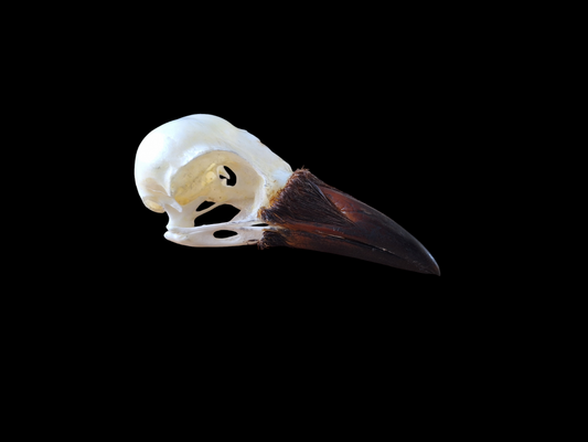 Crow skull #27