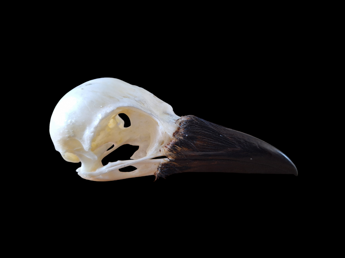 Crow skull #28