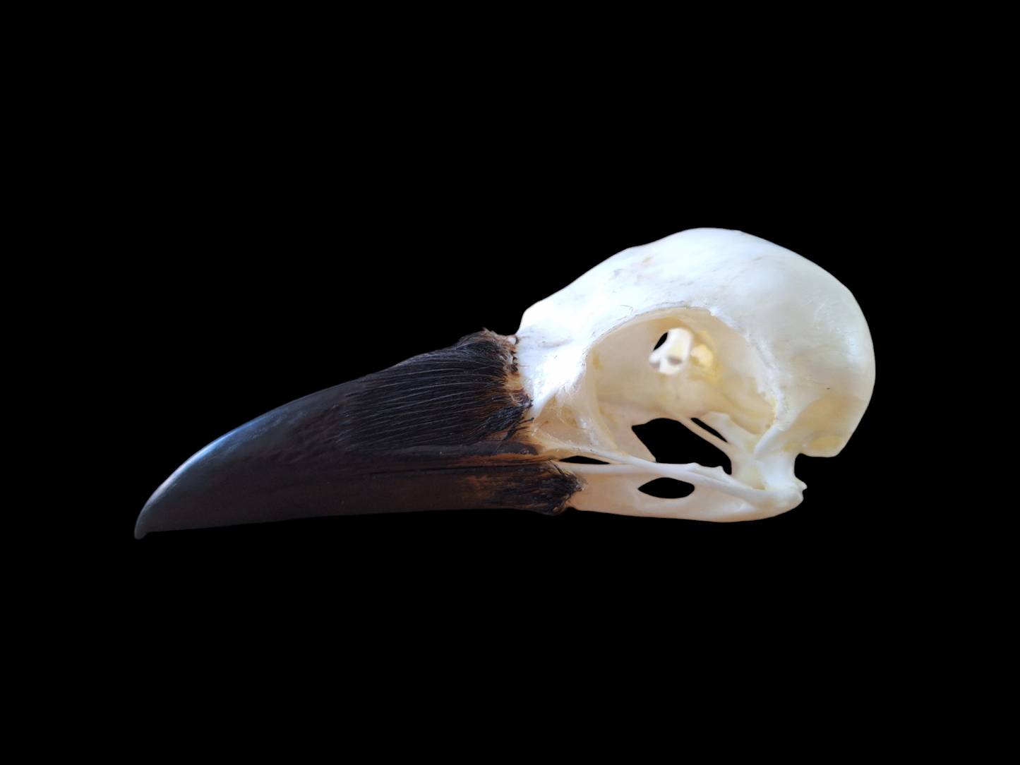 Crow skull #28