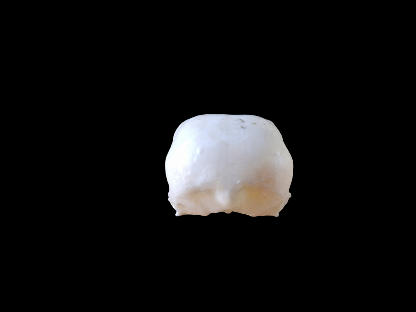 Crow skull #28