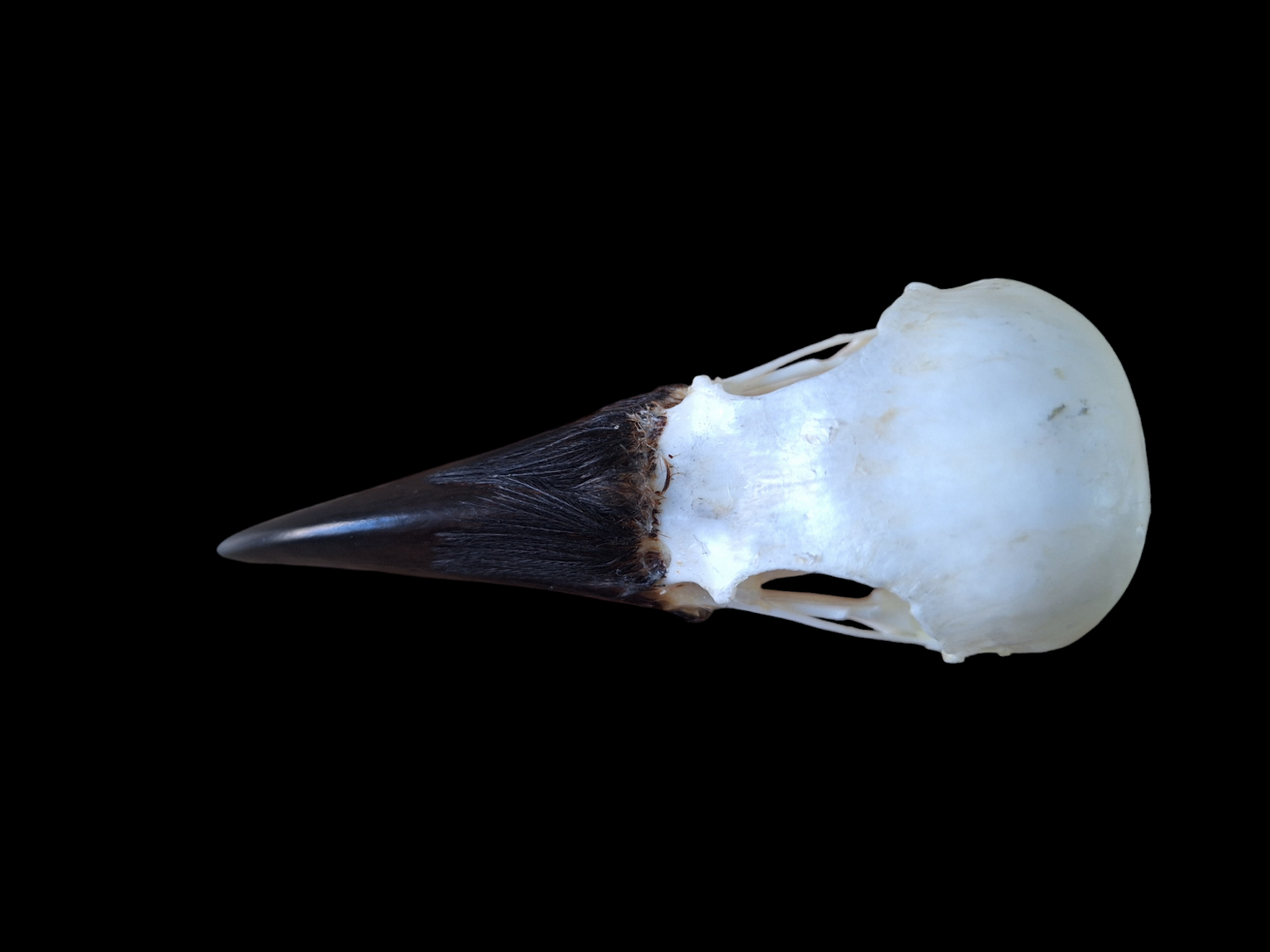 Crow skull #28