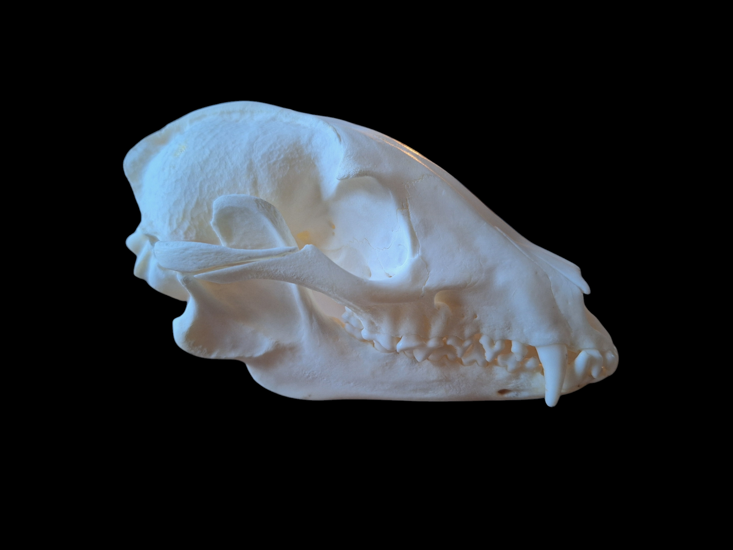 Raccoon dog skull