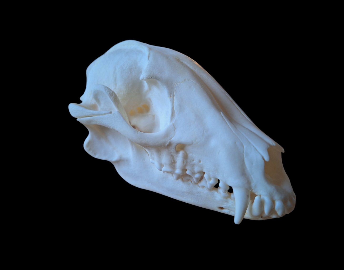 Raccoon dog skull