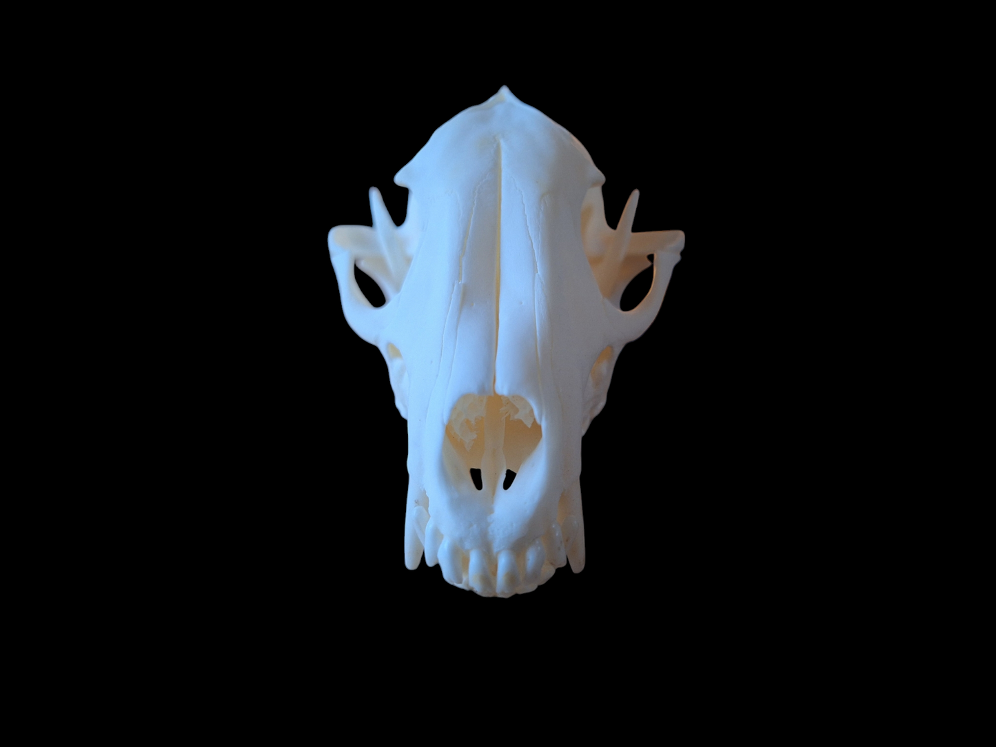 Raccoon dog skull