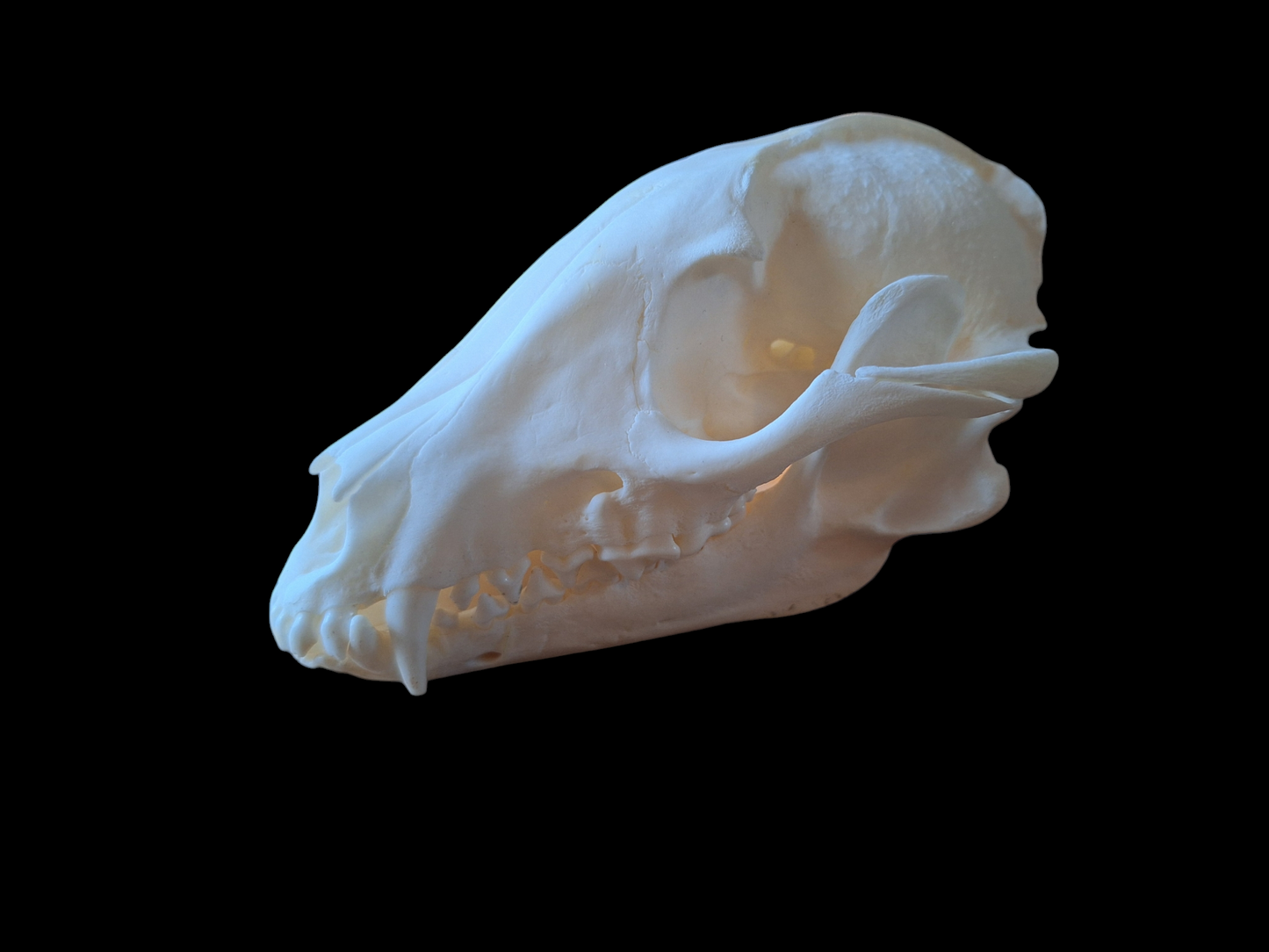 Raccoon dog skull