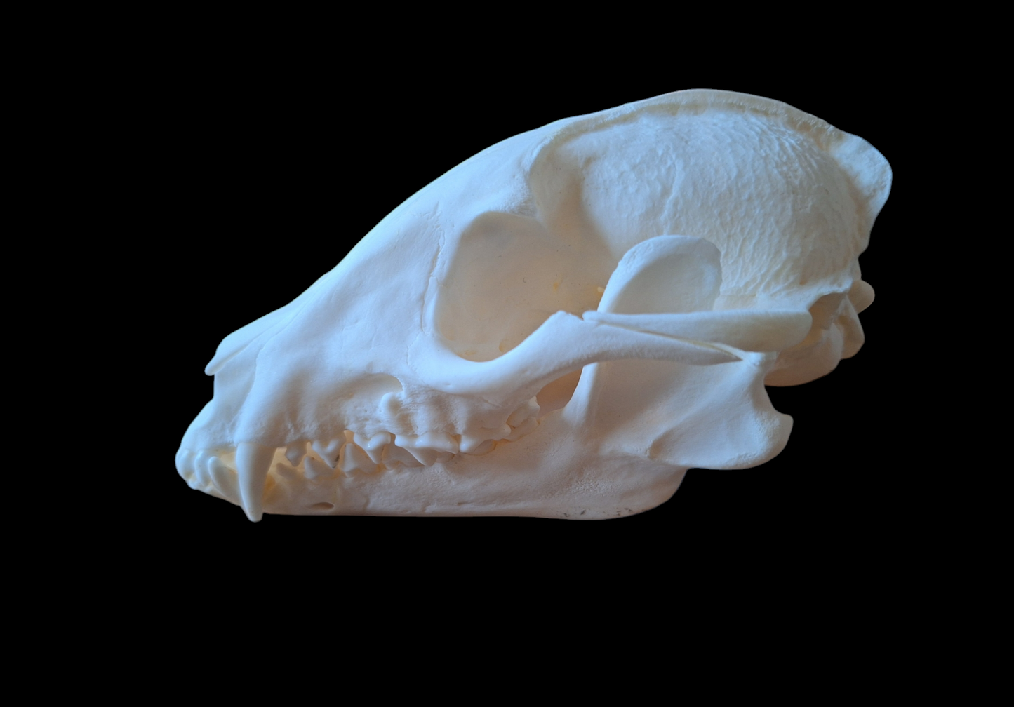 Raccoon dog skull