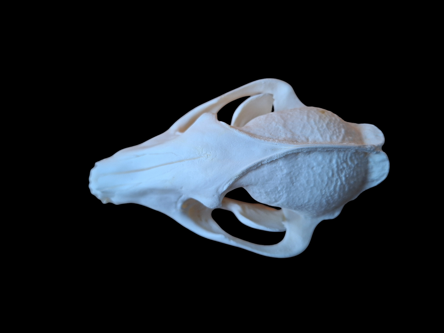 Raccoon dog skull