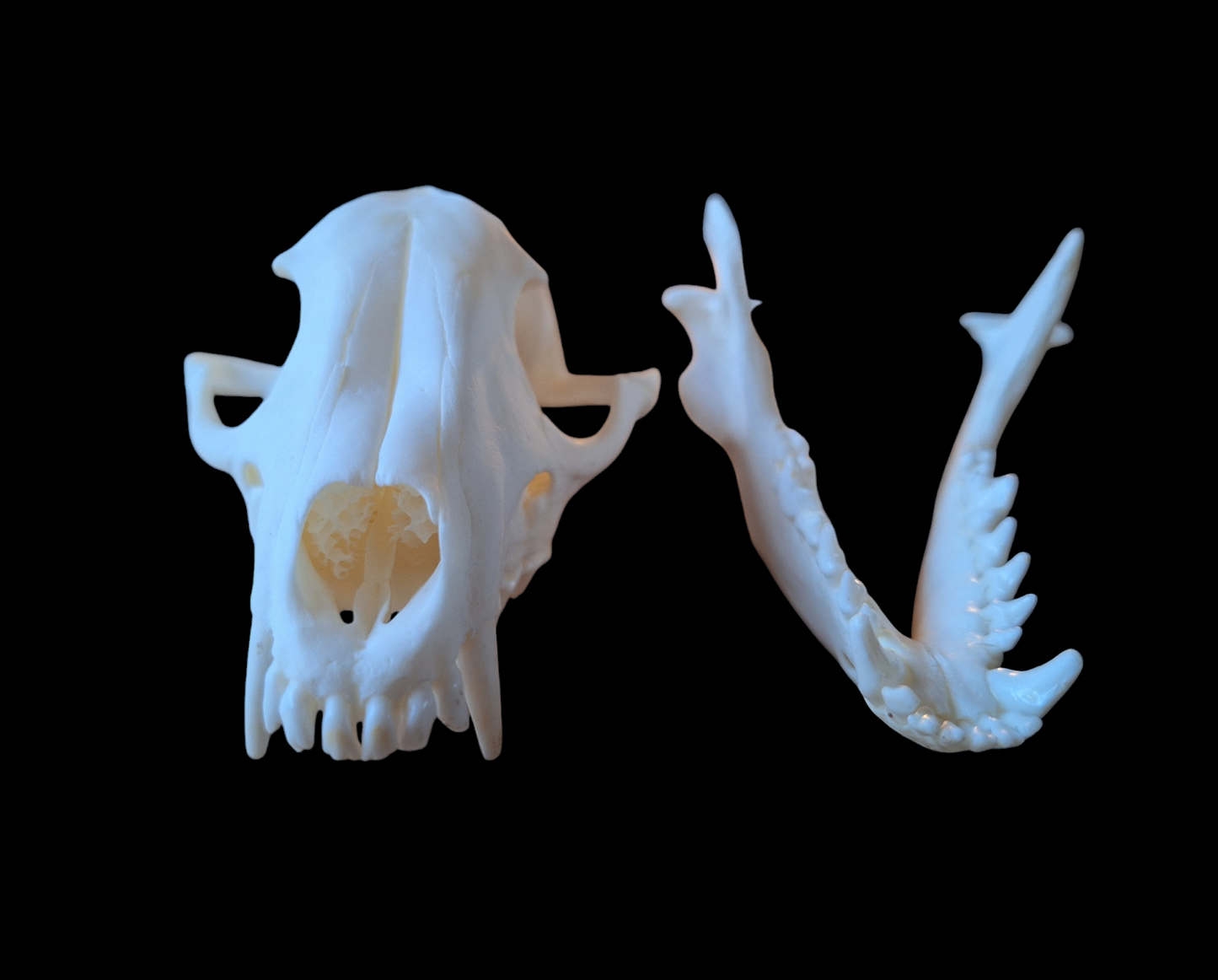 Raccoon dog skull