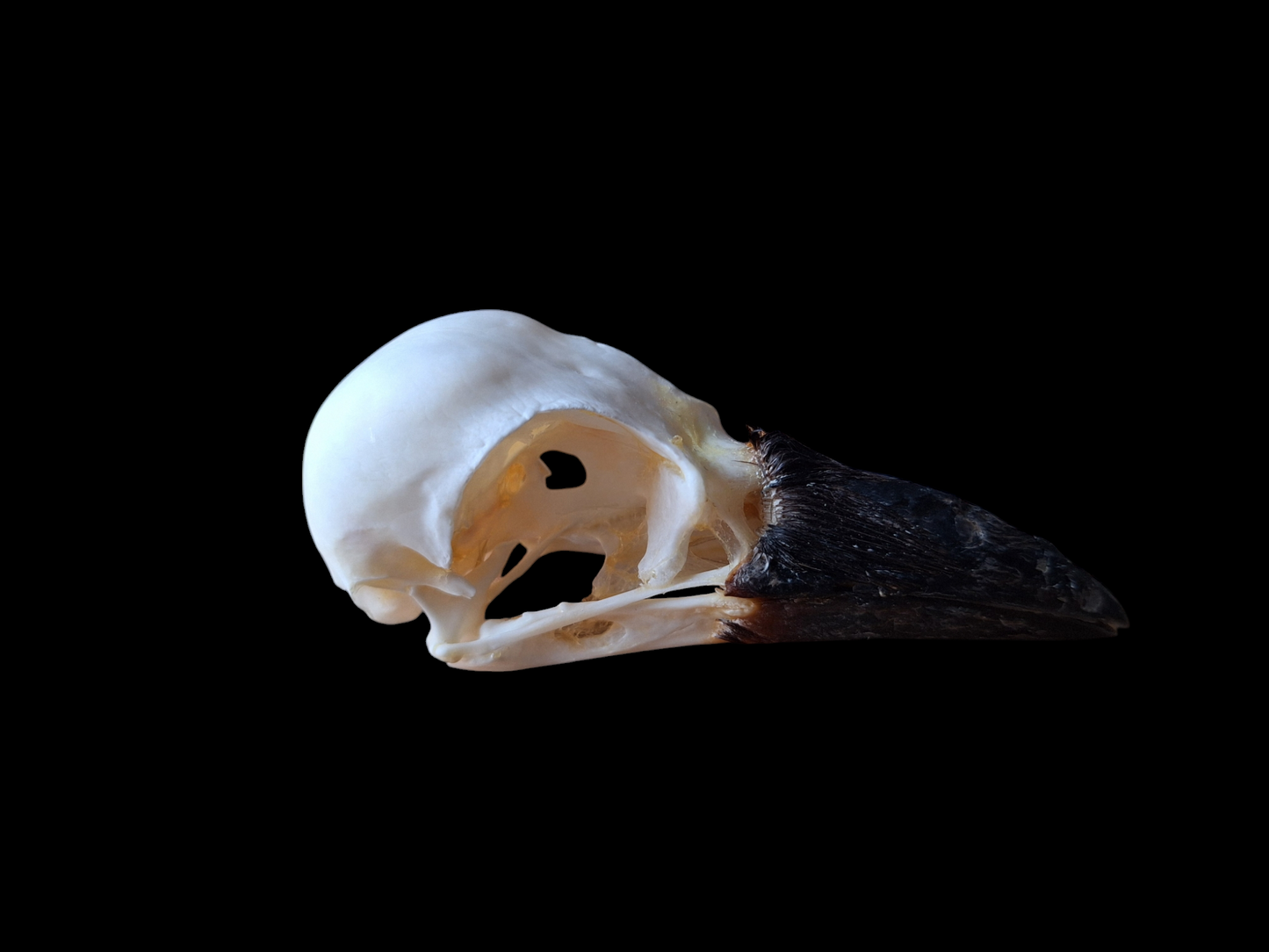 Crow skull #29, B-quality