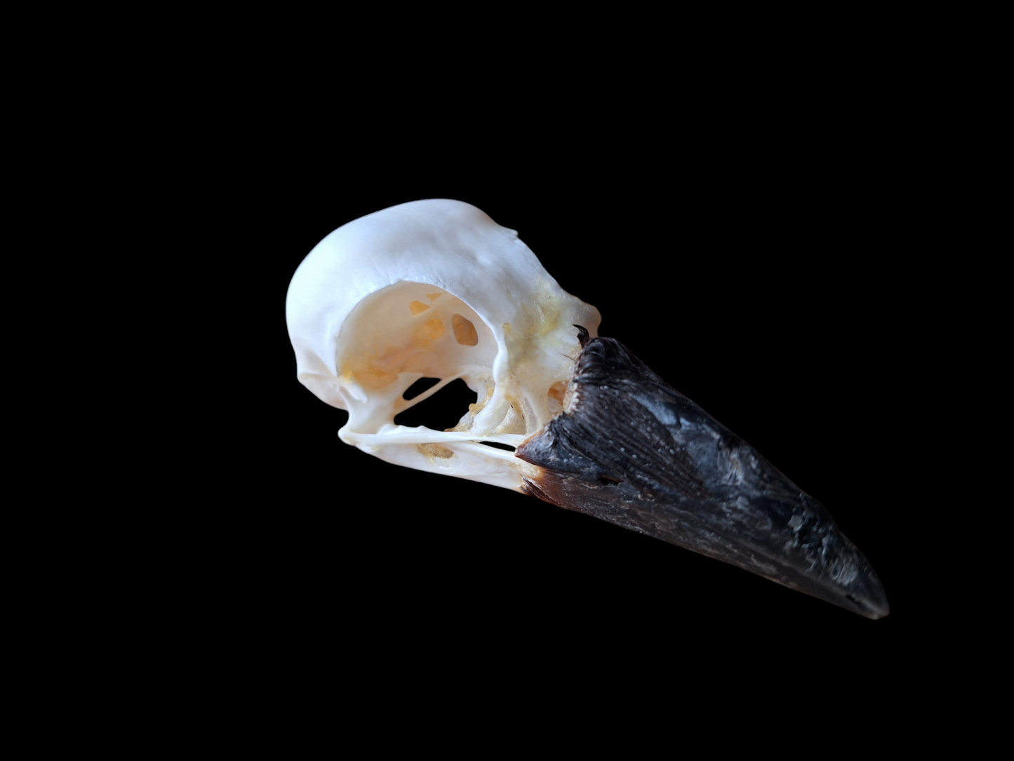 Crow skull #29, B-quality