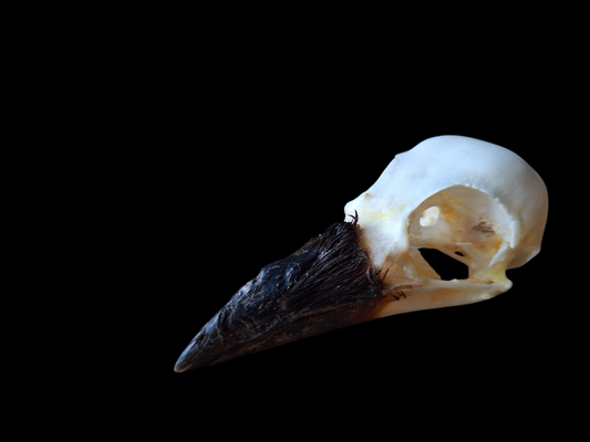 Crow skull #29, B-quality