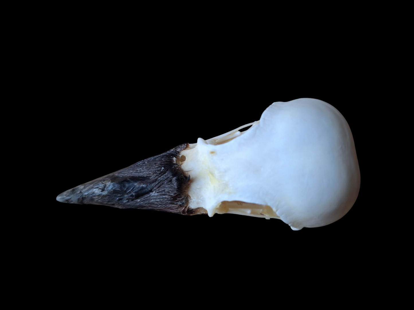 Crow skull #29, B-quality