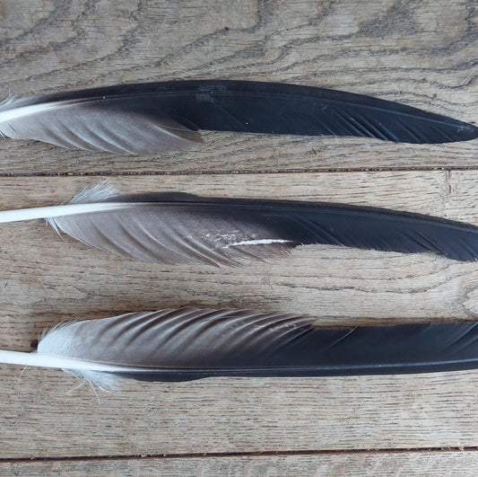 Golden Eagle feathers