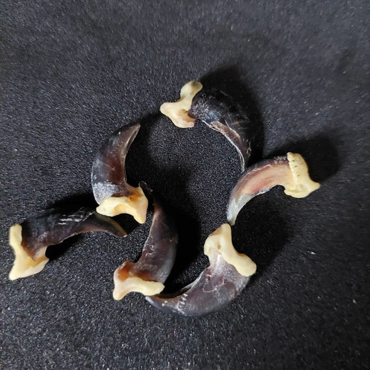 Coyote claws