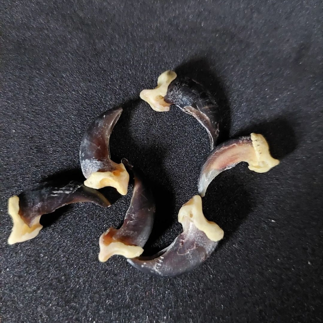 Coyote claws