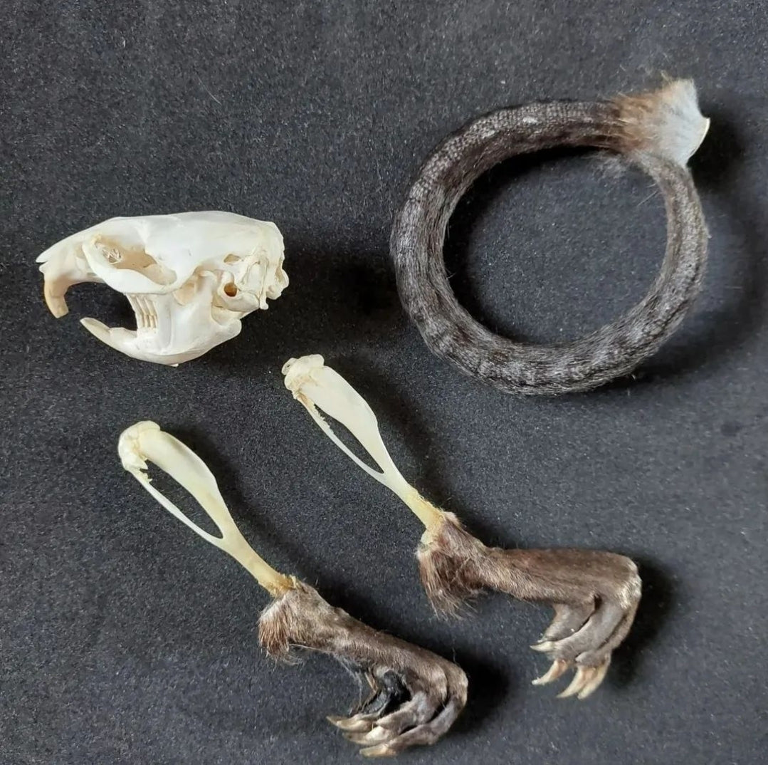 Musk rat set in glass jar