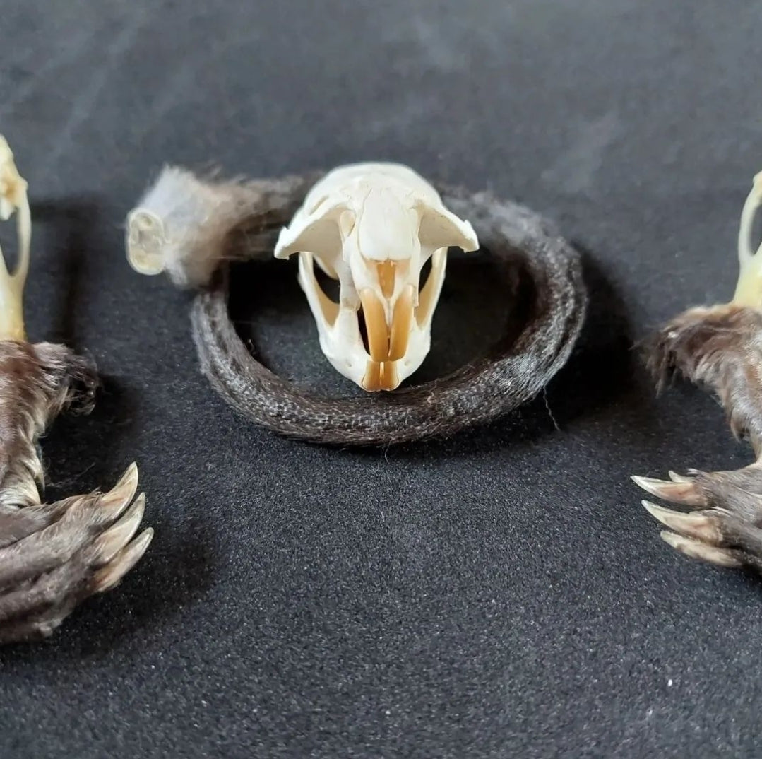 Musk rat set in glass jar