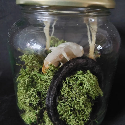 Musk rat set in glass jar